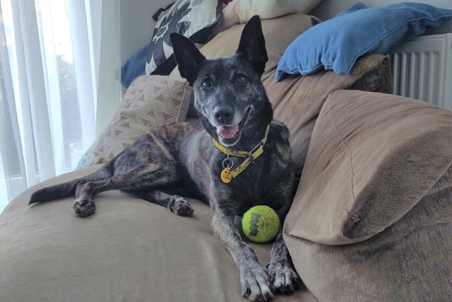 Crossbreed Agatha, who is seven, is currently enjoying life in a foster home lounging around on the sofa! However, she is very playful – she loves squeaky toys and tennis balls - and enjoys having a fuss made of her. She is a real foodie so food games are a great way for her to eat her meals slowly and also keep her brain busy. She loves travelling in the car and knows commands such as sit and down and is learning ‘wait’ - she has lots of potential and will do her best whenever there is a tasty treat on offer. She has proved to be a perfect house guest and is now looking for a forever home where she is the only pet.