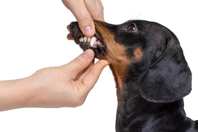 Keep an eye the health of your dogs teeth (photo: Adobe)