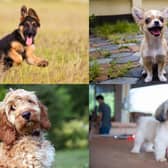 What is your favourite dog breed?
