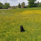 Hatton Park during No Mow May. Photo taken by a resident and sent to Warwick District Council