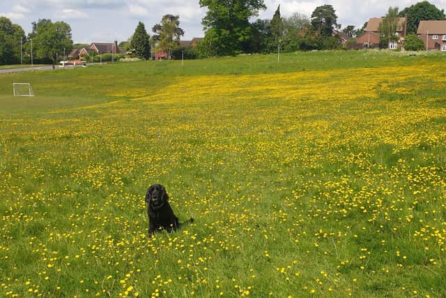 Hatton Park during No Mow May. Photo taken by a resident and sent to Warwick District Council