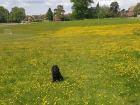 Hatton Park during No Mow May. Photo taken by a resident and sent to Warwick District Council