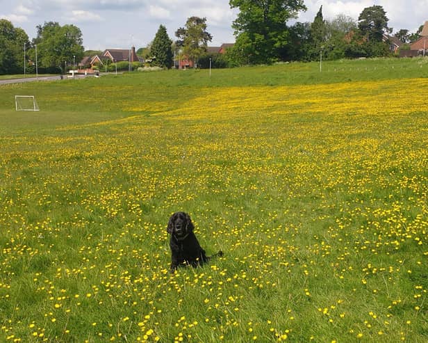 Hatton Park during No Mow May. Photo taken by a resident and sent to Warwick District Council