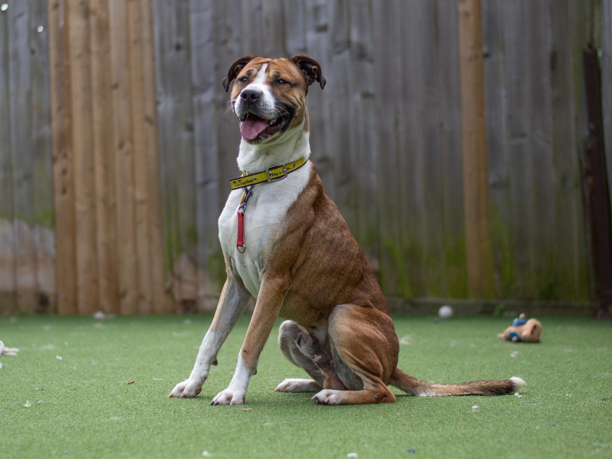 Dogs shop trust staffies