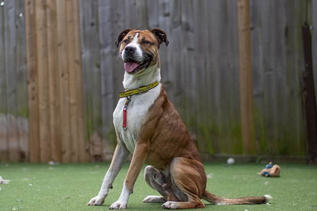 Meet Seb one of the eight Staffordshire Bull Terriers at Kenilworth Dogs Trust in need of a home. Photo supplied by Dogs Trust Kenilworth