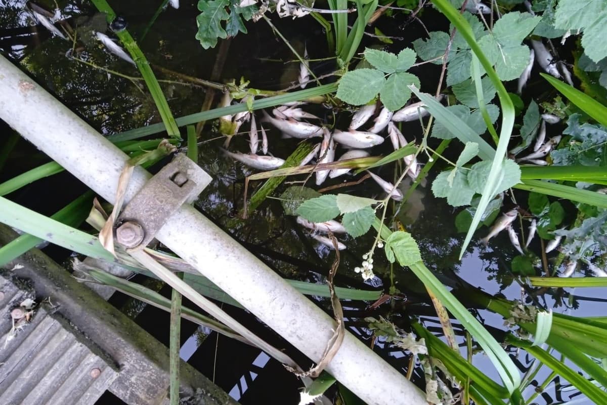 Fish deaths cause fears that Warwick section of the River Avon has been polluted 