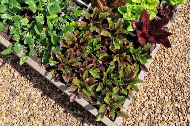 Mixed veg can be grown in a one meter raised bed