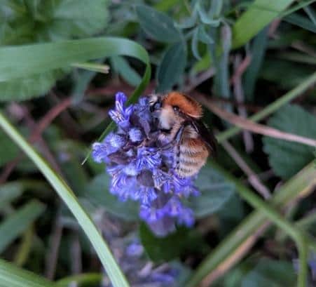 A Brown-banded Carder Bee (Bombus humilis) at Ryton Pools Country Park. Picture courtesy of Warwickshire County Council.