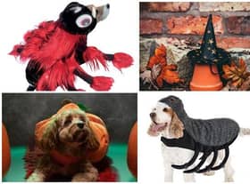 Halloween pet costumes
