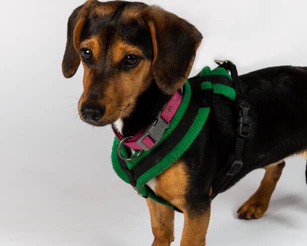 Coco the Dachshund has to overcome her first date nerves, when she meets 25-year-old Liv.