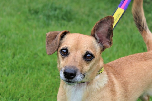 Buster is a sensitive five-year-old Chihuahua Cross who is looking for a quiet adult only home where he is the only dog. He would love a secure garden to play in in his forever home and he would like the chance to build a bond with his new owners before heading home so he will need to meet them several times at the rehoming centre. Buster needs a non-open plan home and owners who are committed to working with the training team at the centre to help him become the best he can be.
