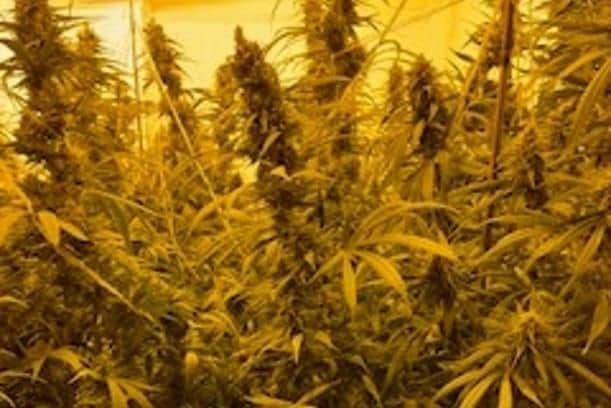 Officers raided a house in Charlotte Street, Leamington and uncovered 140 cannabis plants growing on the first floor an attic.