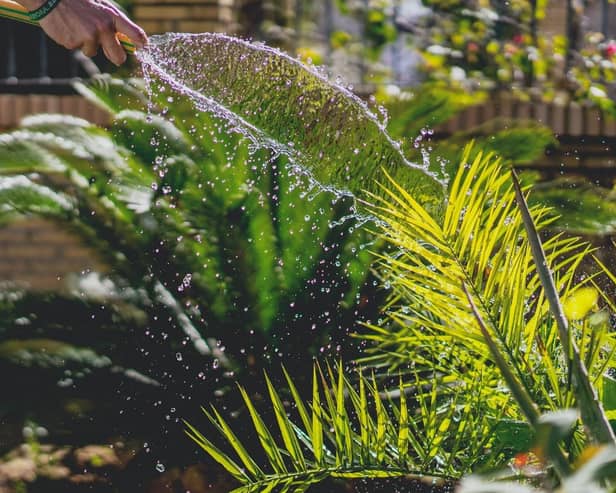 What do you do when there is a hosepipe ban? (photo: Unsplash)