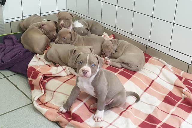 Indi's puppies who have all now gone to their new homes. Photo supplied