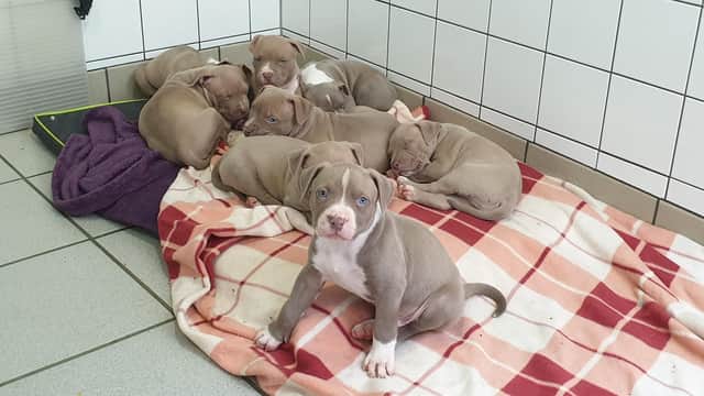 Indi's puppies who have all now gone to their new homes. Photo supplied