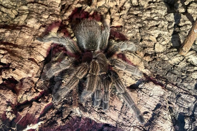 Get up close to a Chilean Rose Tarantula at Stratford Butterfly Farm

Escape the cold and indulge in 25-degree temperatures in the UK’s largest tropical butterfly destination whilst meeting the butterfly farm’s latest addition – the Chilean Rose Tarantula.
Best known for their lovely pink colouring, Chilean Rose Tarantulas are found in desert or scrubland regions of Chile, Argentina, and Bolivia.
The Chilean Rose Tarantula can be viewed from behind a glass tank between Saturday, February 10th and Sunday, February 18th. Two adults and two children, or one adult and three children cost £27.50. For more information visit www.butterflyfarm.co.uk