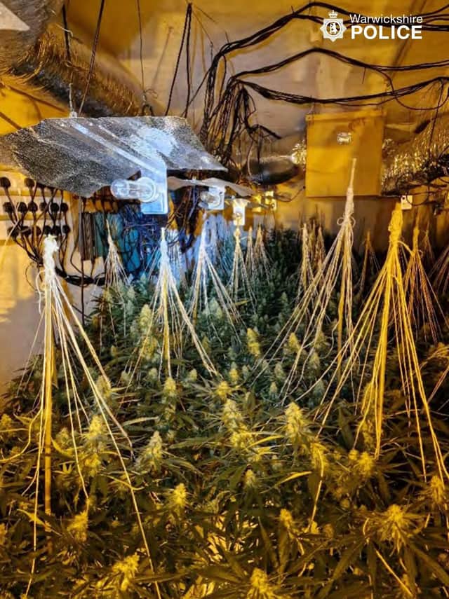 Cannabis plants at the raid.