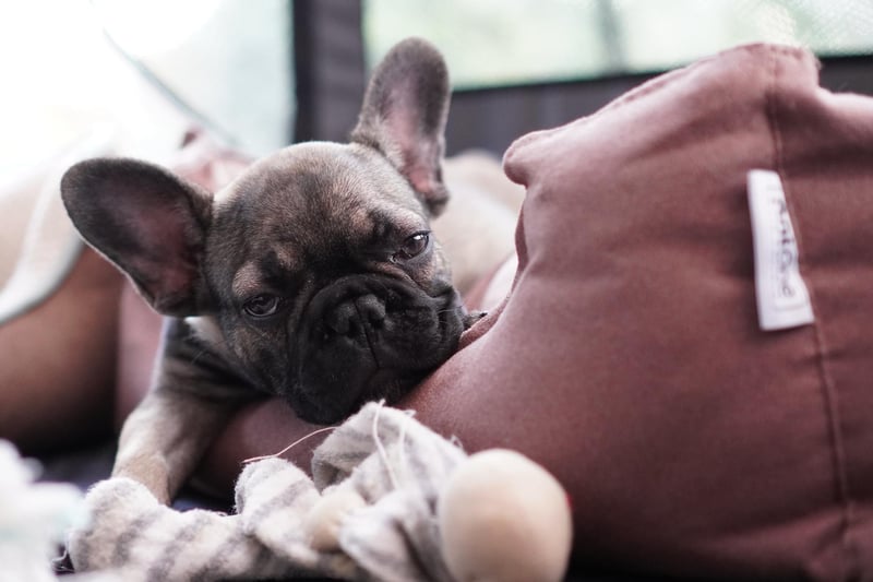 Average insurance cost: French Bulldog: £517.61. Shorthair Tabby: £103.48