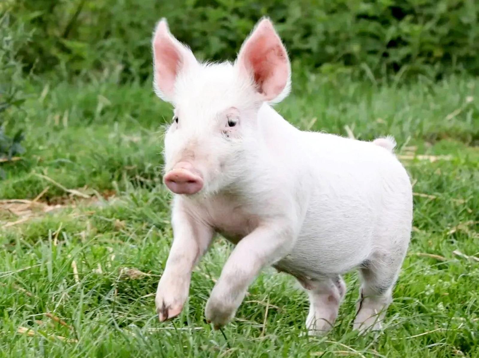 Real-life 'Babe' saved near Warwick after falling off lorry on way to ...