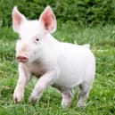 A piglet saved from the chop after being born on the way to the slaughterhouse has become a real-life Babe after being adopted by a kind granny near Warwick. Photo by SWNS