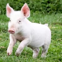 Real-life 'Babe' saved near Warwick after falling off lorry on way to slaughterhouse