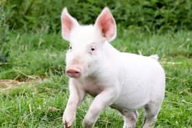 A piglet saved from the chop after being born on the way to the slaughterhouse has become a real-life Babe after being adopted by a kind granny near Warwick. Photo by SWNS