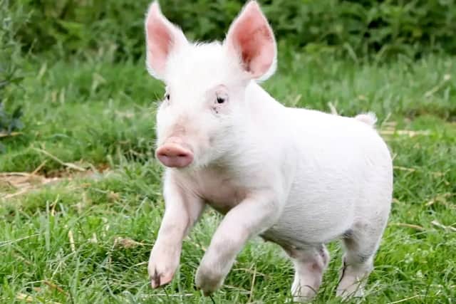 A piglet saved from the chop after being born on the way to the slaughterhouse has become a real-life Babe after being adopted by a kind granny near Warwick. Photo by SWNS
