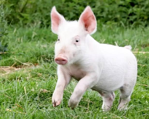 A piglet saved from the chop after being born on the way to the slaughterhouse has become a real-life Babe after being adopted by a kind granny near Warwick. Photo by SWNS