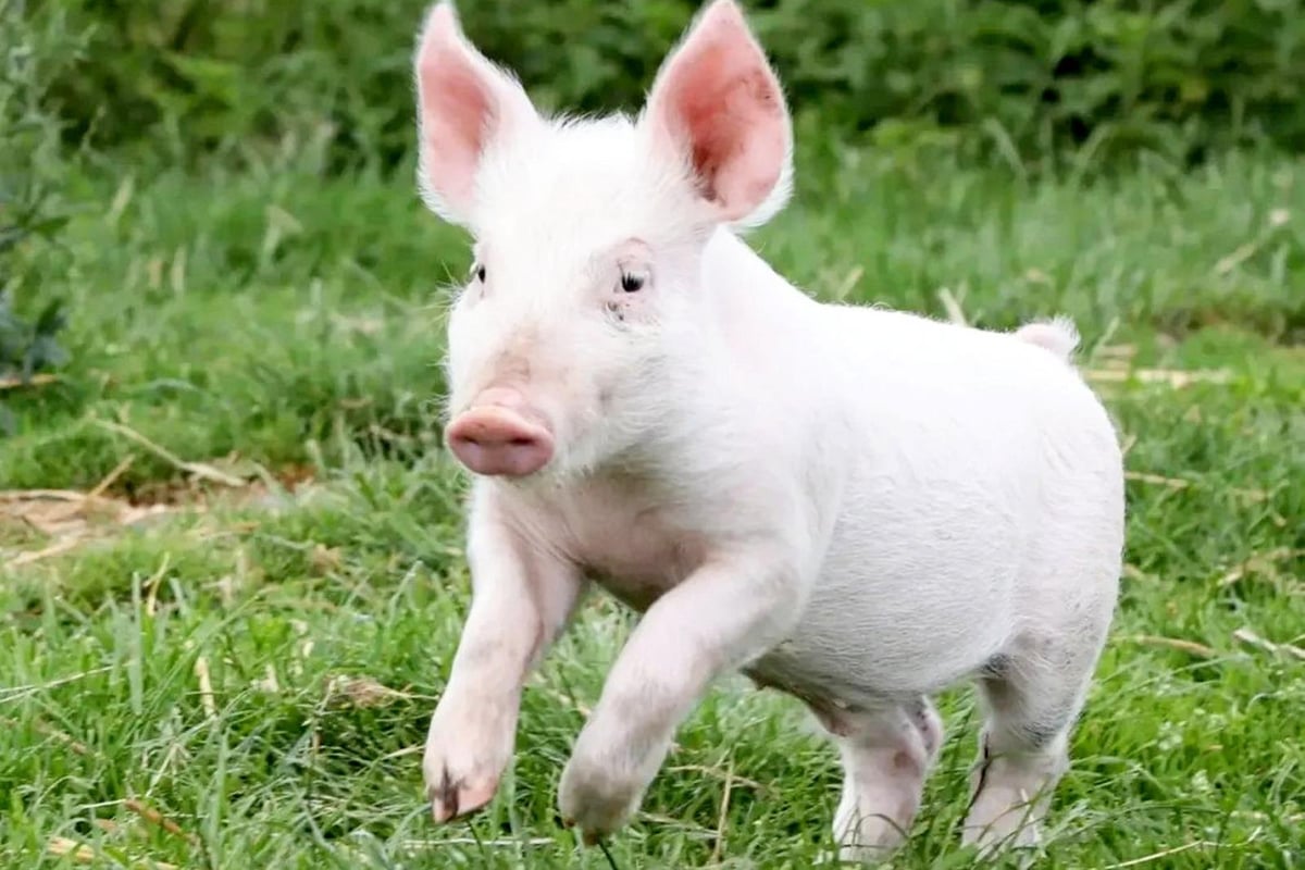 Real-life 'Babe' saved near Warwick after falling off lorry on way to slaughterhouse