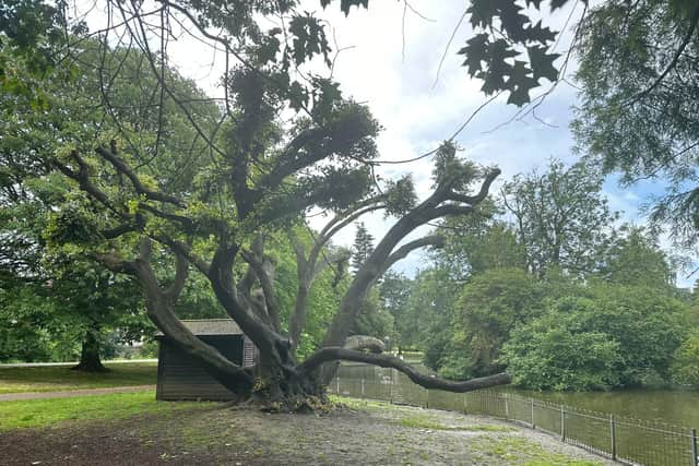 The holm oak is thought to be about 175 years old and leans over the lake at Jephson Gardens. (PHOTO: ALINA BOJESCU)