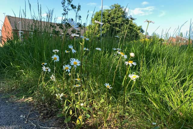 The grass area in Chestnut Square. Photo taken by a resident and sent to Warwick District Council