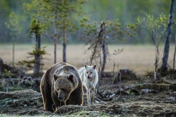 Beavers, bears, wolves and lynx: Campaigners want to see these animals reintroduced to the British countryside (Photo: Shutterstock)