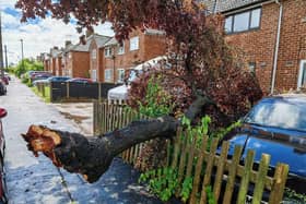 This tree fell in Newbold.
