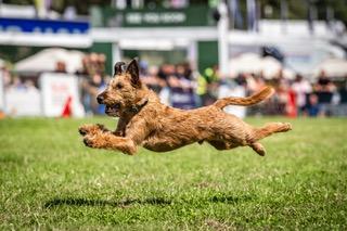 Terrier racing was one of the many highlights at the main arena at the Game Fair.