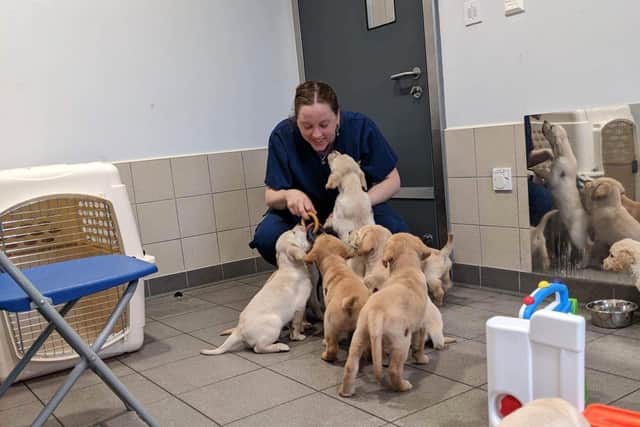 Harriet Pearce socialising with guide dog puppies. Picture supplied.