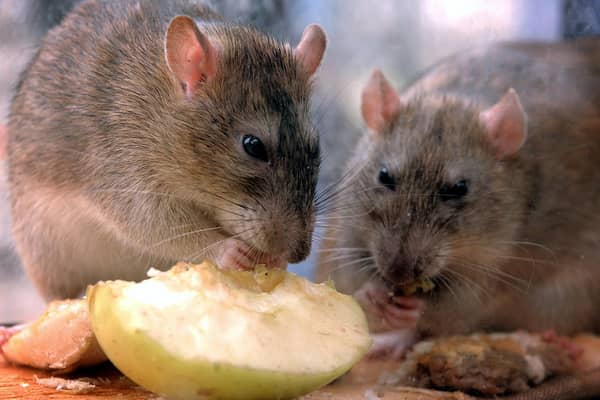 Rats nibble on discarded food in central London  as The Keep Britain Tidy Campaign announced that the UK rat population had increased by 24% to 60 million, due mainly to the rise in fast food litter.   *  The group is launching a campaign to encourage those using takeaways, food halls and concession stands to bin unwanted food rather than dump it on the streets. 