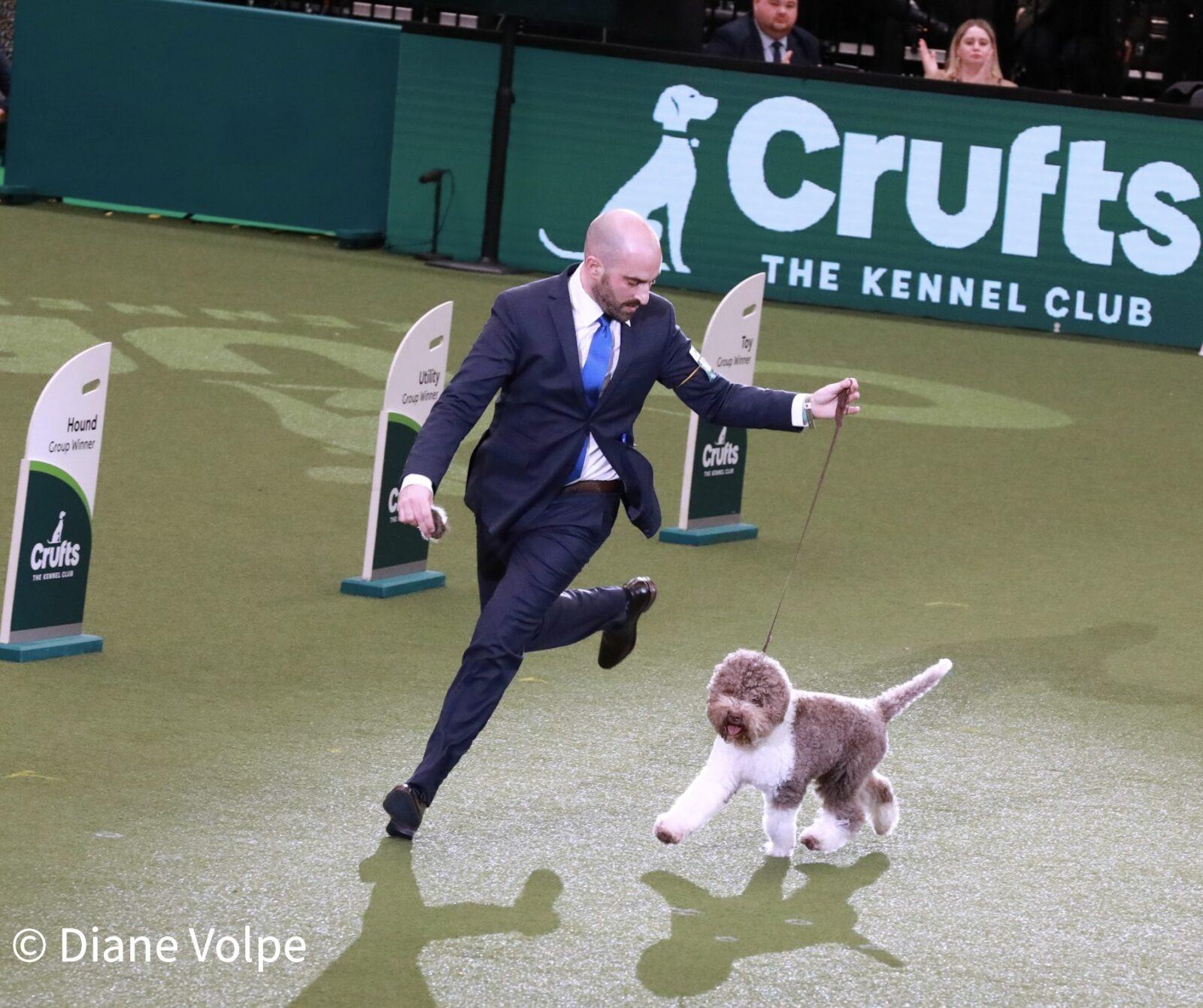Dog shows near online me today