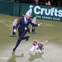 Best in Show crufts 2023 Lagotto Romangnolo