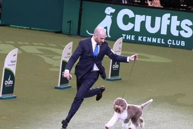 Best in Show crufts 2023 Lagotto Romangnolo