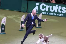 Best in Show crufts 2023 Lagotto Romangnolo