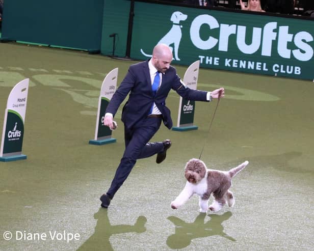 Best in Show crufts 2023 Lagotto Romangnolo