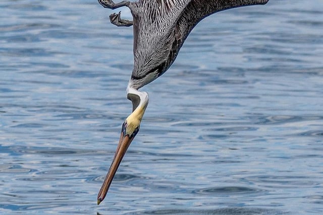 Pelican Dive by Rob Musgrove