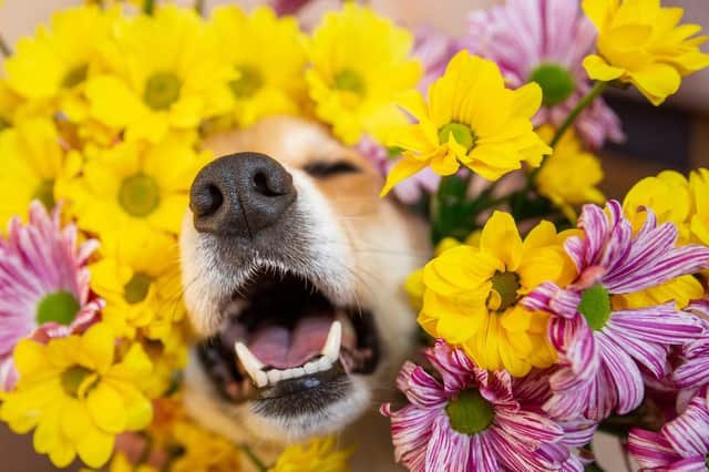 Protect your plants while also removing any which could harm your pet  (photo: Adobe)