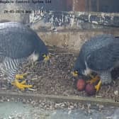 The peregrine falcons nesting in the tower at Leamington town hall. Picture courtesy of Warwickshire Wildlife Trust.