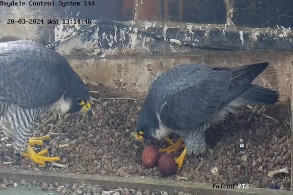 The peregrine falcons nesting in the tower at Leamington town hall. Picture courtesy of Warwickshire Wildlife Trust.