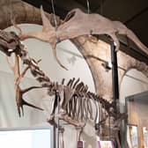 Oisin the deer at the Market Hall Museum in Warwick. Photo supplied by Warwickshire County Council
