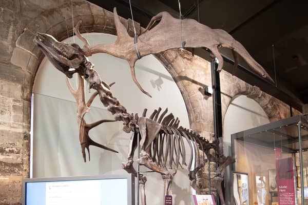 Oisin the deer at the Market Hall Museum in Warwick. Photo supplied by Warwickshire County Council