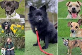 Could you provide a temporary or permanent home in the Warwick district to a dog in need?