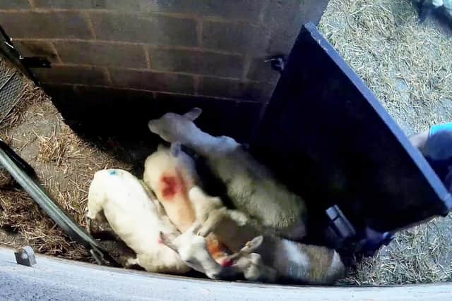 Footage from the abattoir.