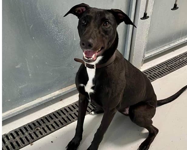 One-year-old lurcher Susie was rescued after being found limping along a quiet country lane by a member of the pubic, near Alcester in January. Photo by RSPCA
